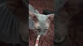 VID 20220307 WA0003