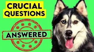 SIBERIAN Husky - MOST IMPORTANT Questions ANSWERED