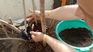 Повітряне укорінення граната 2024.