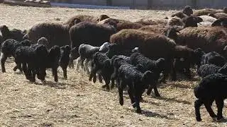 Привет от овечек!