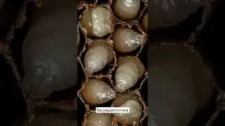 #как рождается пчела