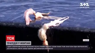 Новини України: у Дніпрі 4-річний хлопчик помер після купання у фонтані