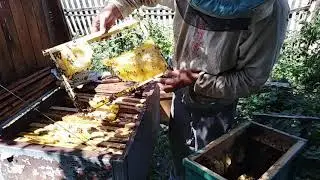 All the secrets of catching swarms, a film about swarming