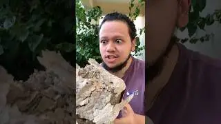 I OPENED A HIVE IN THE MIDDLE - VIRAL