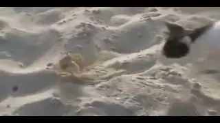 Смешные приколы, видео!Смотреть бесплатно!