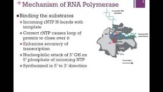 179-RNA Polymerase Mechanism