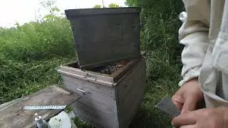пчеловодство на даче . ловля пчелиных роев