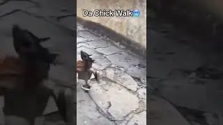 chicken walk! 