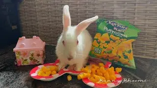 Rabbit Eating Crunchy Kurkure Food ASMR #bunny bhoomi #rabbit #bunny #cute #funny #bunnies