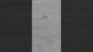 Писец подкрался незаметно!)