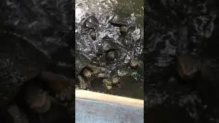 អណ្ដើក