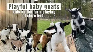 Baby goat kids playing before bed on the farm