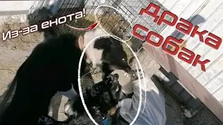 Натаска на енота. День2, часть 3. Лайка Берта и Спаниель Ричи. Драка собак.