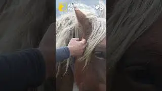 3 Cool Facts About Horses 