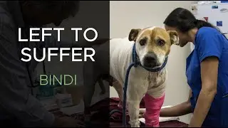 Left to suffer Bindi | RSPCA South Australia