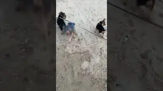 Beach 🏝️ #shorts