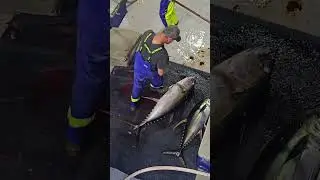 Nice sized Yellowfin Tuna this trip