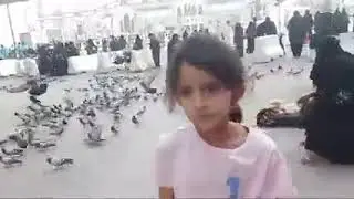 MasyaAllah Banyak sekali burung Merpati di sekitar masjidil Haram Mekkah