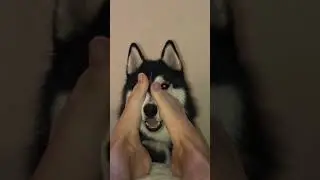 Хаски Корбан