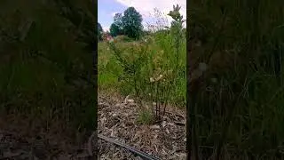 Посадил БУЛЬБУ, а выросла непонятно что 🤷‍♂️🤦😳