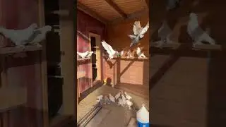 Голуби Tauben Pigeons чёрнаносые Серёга Германия