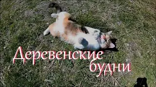 Ничего не успеваю. Жизнь на Лесном Хуторе.