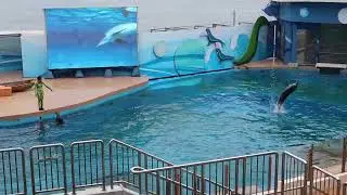 Ocean Park Hong Kong | Dolphin Show Part 2 | Dolphin Explorations