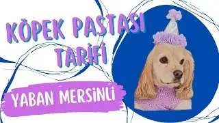 Pratik Sağlıklı Kopek Pastası Tarifi
