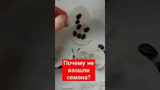 Почему не взошли семена?