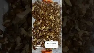 Ulitka haqida malumotlar faqat bizda