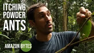 Itching powder ants - worse than a bullet ant...