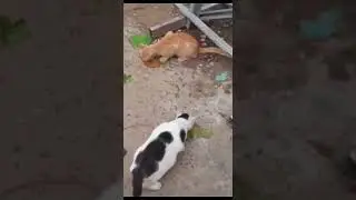 makan bareng