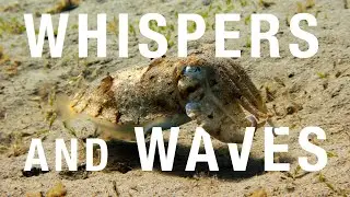 WATCH before you go diving in MARSA ALAM, EGYPT