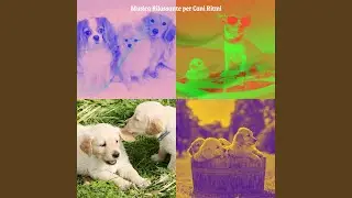Cani che Dormono - Fresco