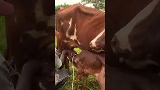 Helping a calf to breastfeed. #shortvideo #shorts #africa #cow #milk