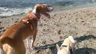 Torrequebrada Dog Beach