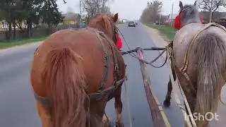 ЛОШАДИ🐎НА ПАРАКОНКЕ РЫСЬЮ 20 КМ. ПО ТРАССЕ💥