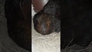 Курочки несут! 