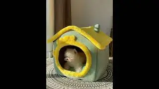 Foldable Dog House Kennel Pet Dog Bed for Small Dogs Winter Warm Cat Bed Nest Comfortable Puppy Bed