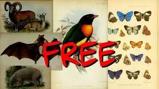5 Print-on-Demand Ideas Using The Biodiversity Heritage Library