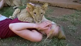 Cute Baby Lions VS Puppy