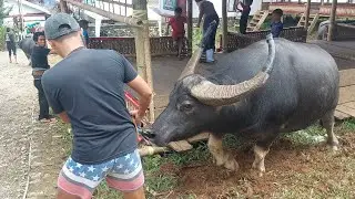 Persiapan Dalam Sebuah Tradisi Pemakaman Adat Di Suku Toraja !! Rambu Solo'