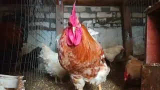 колечки от расклева/// Часть 2/// Помогают ли?