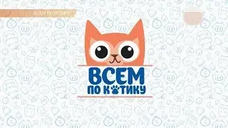Всем по котику  эфир от 12.04.2017