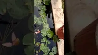 lotus flower in nsti indore