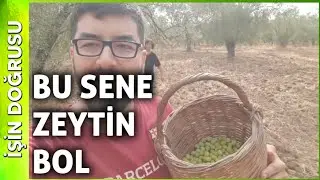 2024'ün En İyi Ak Zeytinlerini Topladım ve Bu Yıl Ağaçlar Dolu Dolu!