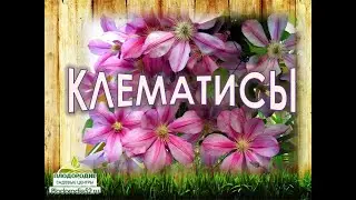 КЛЕМАТИС - король лиан! Обеспечиваем обильное цветение!