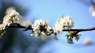 Зинаида Миркина.  Есть тайна тишины...