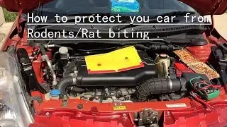 How to protect your car from Rondents/rat/mic.