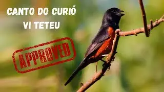 Curió Canto 